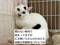 保護時、慣れない場所で固まっていたというマロくん（patapataokanさん提供、Instagramよりキャプチャ撮影）