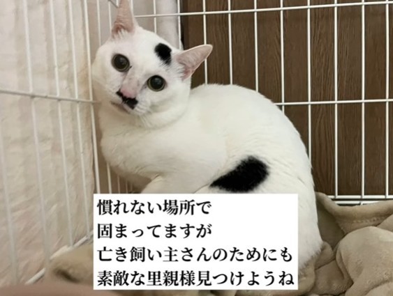 保護時、慣れない場所で固まっていたというマロくん（patapataokanさん提供、Instagramよりキャプチャ撮影）