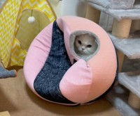 姉さん、こわいっす（月としらたまさん提供、YouTubeよりキャプチャ撮影）