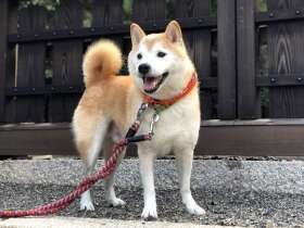 天気のいい日に大好きなドライブ　お散歩嫌いな柴犬の「リク」