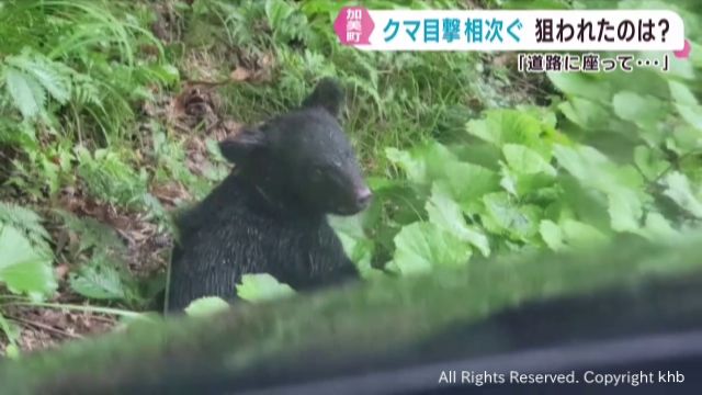 クマの目撃が相次ぐ 狙いは秋の味覚か 宮城・加美町 | khb東日本放送