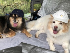 山の中で育った２匹の「山犬」　少しずつ家族にとけ込んでいく