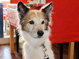 小さな子犬はスマートな中型犬に　家族の行動範囲も広がる