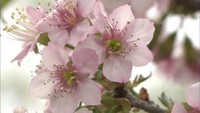 冬の寒さに負けず咲く「寒桜」　白や淡い紅色の花が2020年1月中旬まで見頃に　香川・三豊市
