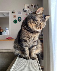 うつらうつら・・・＝kitto_kijitora