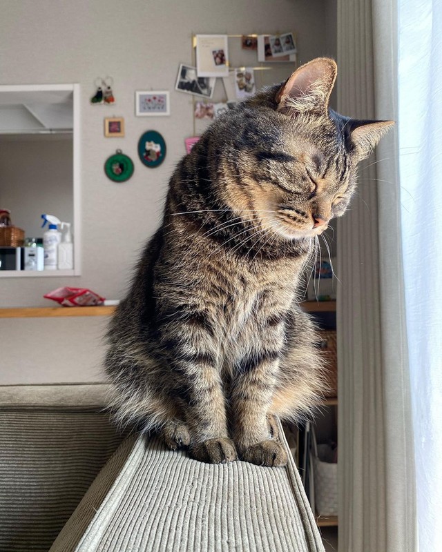 うつらうつら・・・＝kitto_kijitora