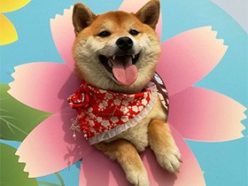 お出かけするとハイテンション　笑顔の柴犬「あかね」