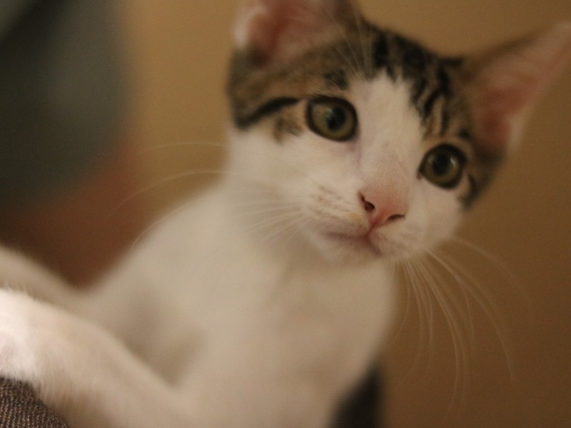 あどけない表情の桃太郎。保護主さんによると、もう１匹衰弱して命を落とした兄弟がいたそう。「もし生きていたら3匹一緒にもらい受けていたと思います」（うえみさん提供）