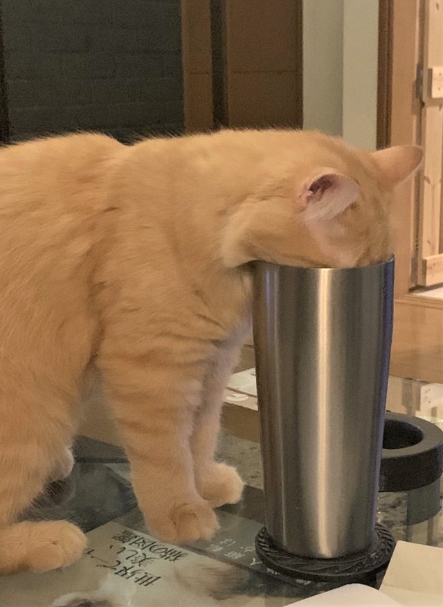 当時コップに顔を突っ込むクセがあったというエマちゃん（ネコランドさん提供）