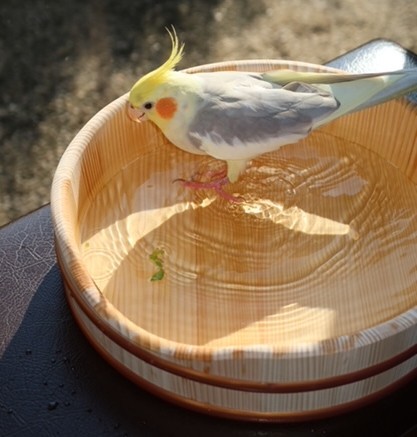 （提供:立花容器）