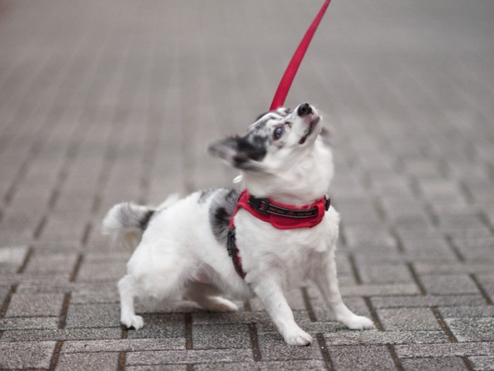 「ぶるぶるぶる。リラックスしてお散歩のつづき」（小林写函撮影）