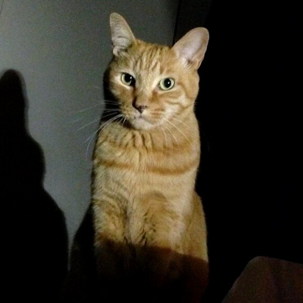 先代猫のチャイちゃん（画像提供：トラきち＠シスねこさん）