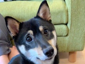 困った眉毛と小首をかしげて「チーズちょーだい」　豆柴「そら」