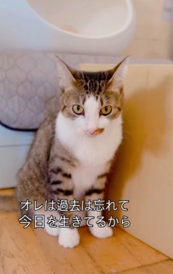 大丈夫にゃ！（ハッピー アニマルクラブさん提供、Instagramよりキャプチャ撮影）