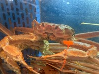 ズワイガニの身はなぜ光っていたのか？