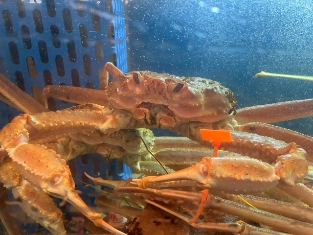 ズワイガニの身はなぜ光っていたのか？