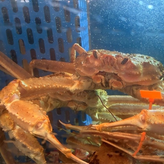 ズワイガニの身はなぜ光っていたのか？