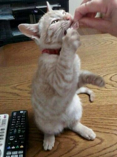 子猫の頃。小ささ、可愛いさにオトナがみな夢中に