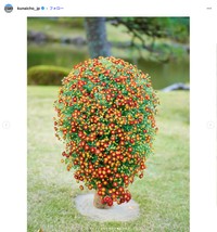 宮内庁インスタグラムから