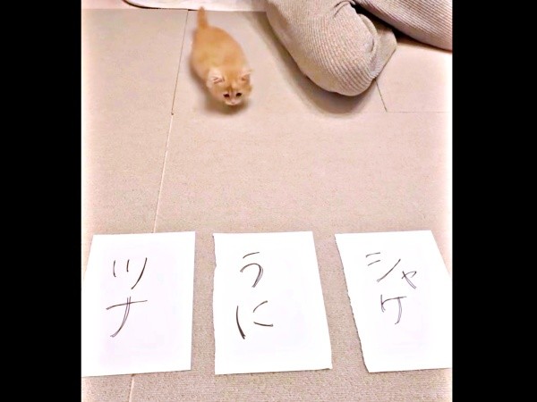 3つの名前候補を前に座り込むうにくん（画像提供：うにまるさん）