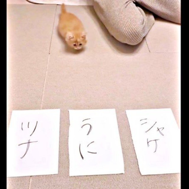 3つの名前候補を前に座り込むうにくん（画像提供：うにまるさん）