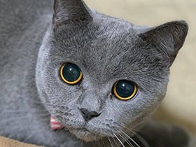 甘えるときはハイタッチしちゃう　ブリショの「うみ」　　