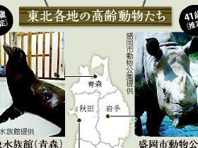 ホッキョクグマ３２歳・ゴリラ４７歳…　少子高齢化、動物園も