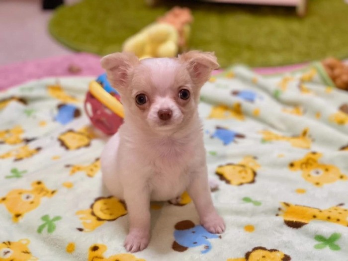 家にきたころの「みるく」