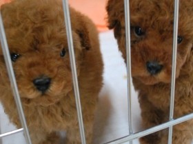 繁殖用の犬や猫、国内にどれくらいいるのか？　調査データをもとに推計してみると