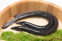 イギリスの伝統料理「ウナギのゼリー寄せ」とは…※画像はイメージです（Tsuboya/stock.adobe.com）