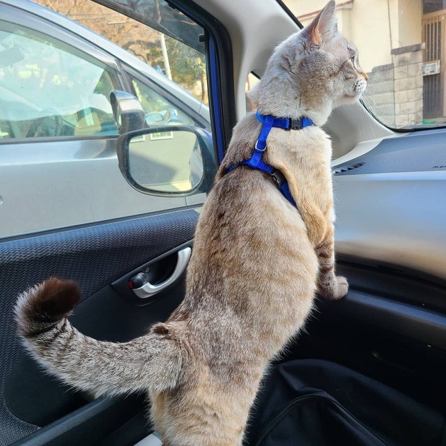 車窓の景色に興味津々
