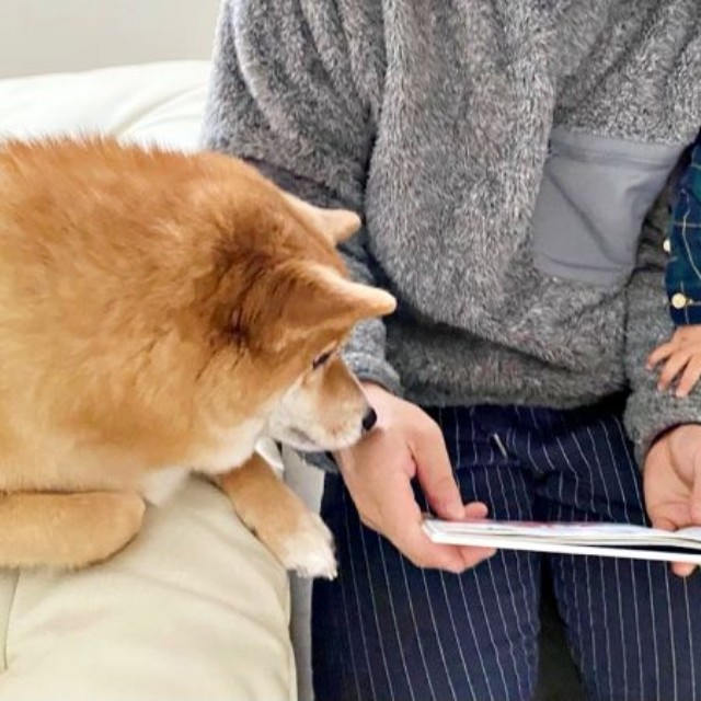 絵本の読み聞かせ。一緒に耳を澄ませるコンソメくんと、息子さん（画像提供：ポメ柴コンソメ 3歳さん）