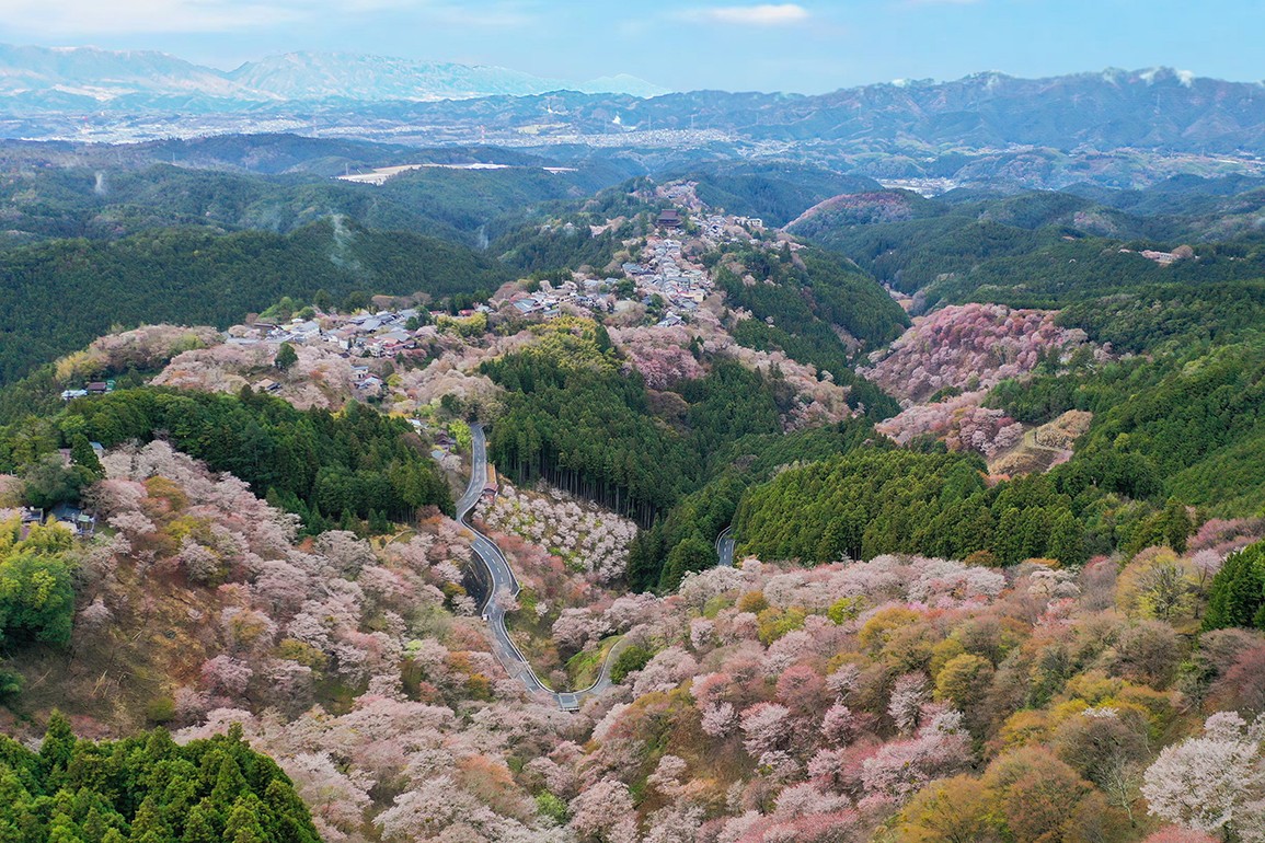 yoshinocho_01a