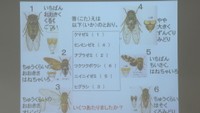 「セミの勉強会」　子どもたちがセミの一生や鳴く仕組みを学ぶ　岡山