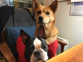 ２０１９ナイスコンビで賞　「アセラ」と「サクラ」