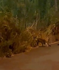 民家のない餌場に突然現れた猫(築港猫倶楽部さん提供、動画よりキャプチャ撮影)