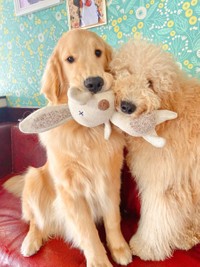 今のお気に入りはうさぎのぬいぐるみ＝大型犬カフェGRAND MOU《ぐらんむー》さん（GrandMou_）提供