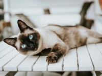 暗闇から現れたまっしろな体のあなたに一目惚れ。私たちは家族になった