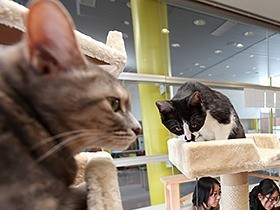 ねこルーム作ったニャ　６年ぶりに殺処分増加の青森県が対策