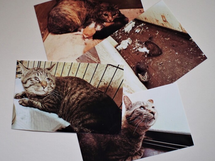 多頭飼育崩壊現場の惨状と、保護直後のイチ（金田さん提供）