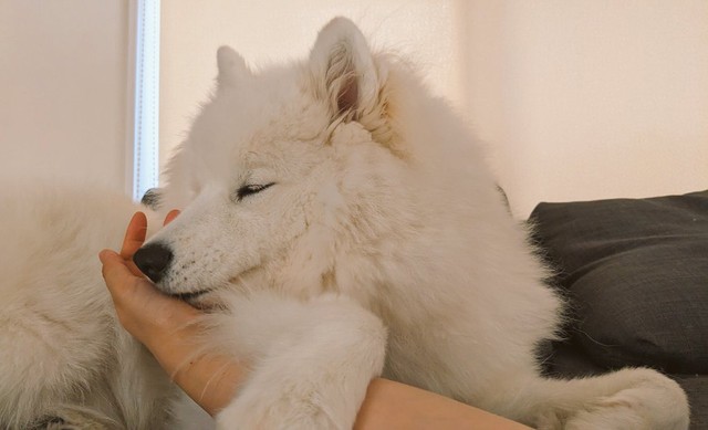 ニコニコ～（画像提供：サモエドのニコさん)