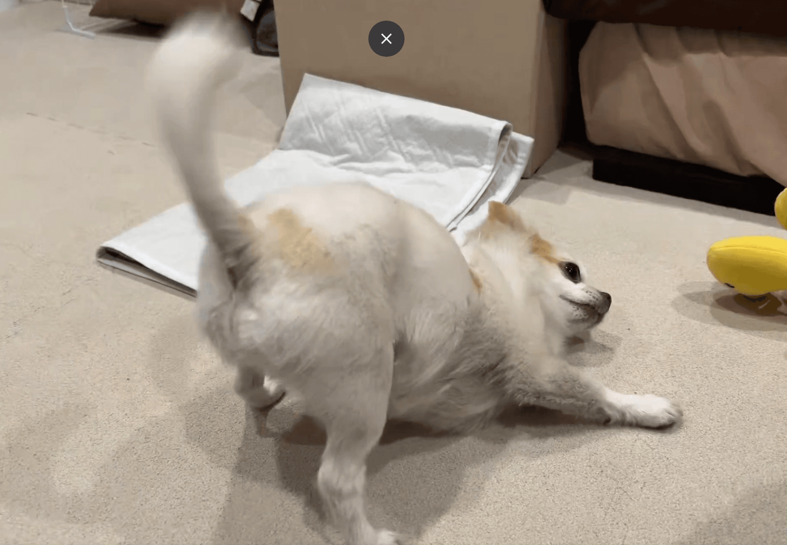 ドローンみたい！？尻尾高速回転で飛び立ちそう