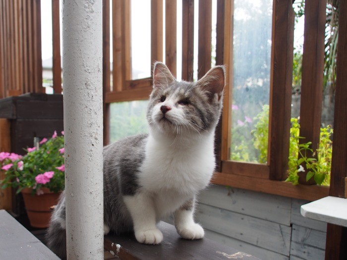 デッキを探検中