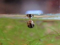 奄美群島にのみ生息する、国内唯一のタマミズムシ科「エグリタマミズムシ」（画像提供：gentilisさん）