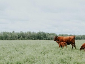 想像と違った乳牛の環境。農家のおじいさんは愛情をこめて牛を撫でた