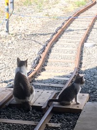 夏場の子育て時期は、猫ちゃんたちが線路に立ち入り突如運休となる場合が…写真は昨年7月（提供写真）