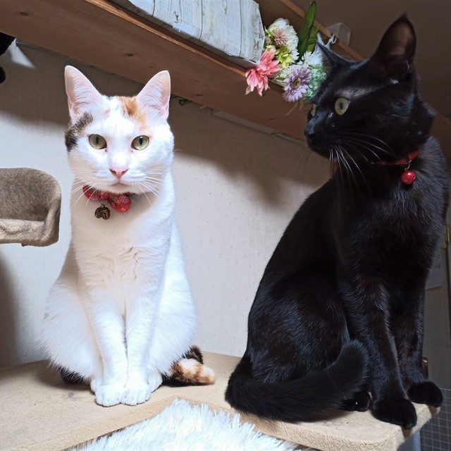 ハナちゃんの弟分の福太郎くん（右）は、強敵と書いて「とも」と読む仲