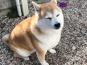 朝日ってまぶしいいけど気持ちいい　もふもふの柴犬「ゆず」