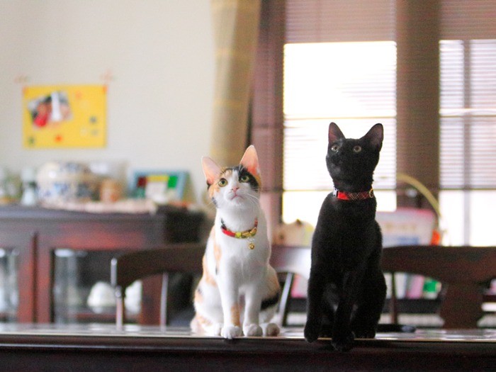 ご覧ください！ こんなにも美猫に成長しましたよ！