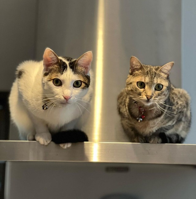 本当の姉弟のよう